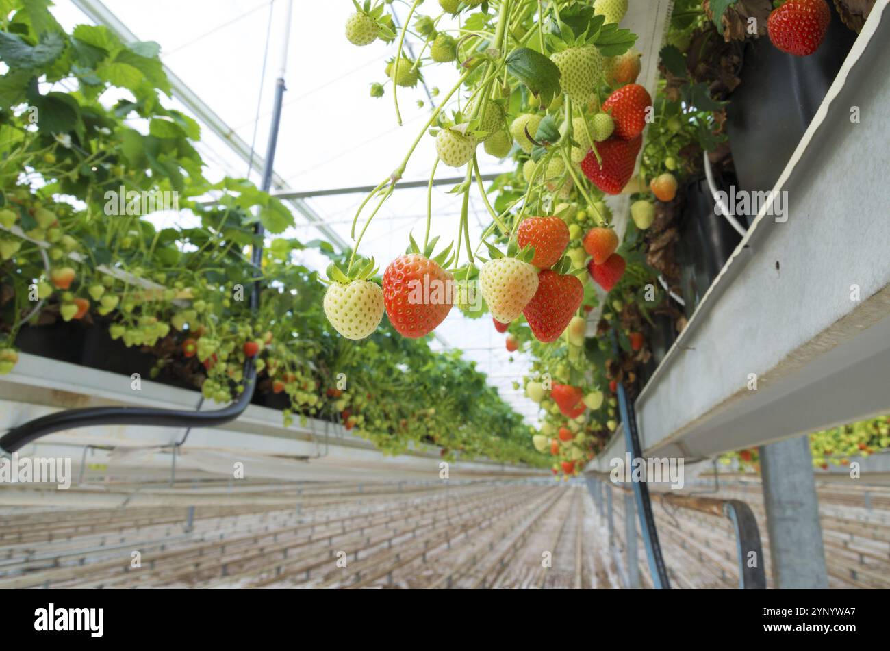 Cultivation of strawberries in a commercial greenhouse Stock Photo - Alamy