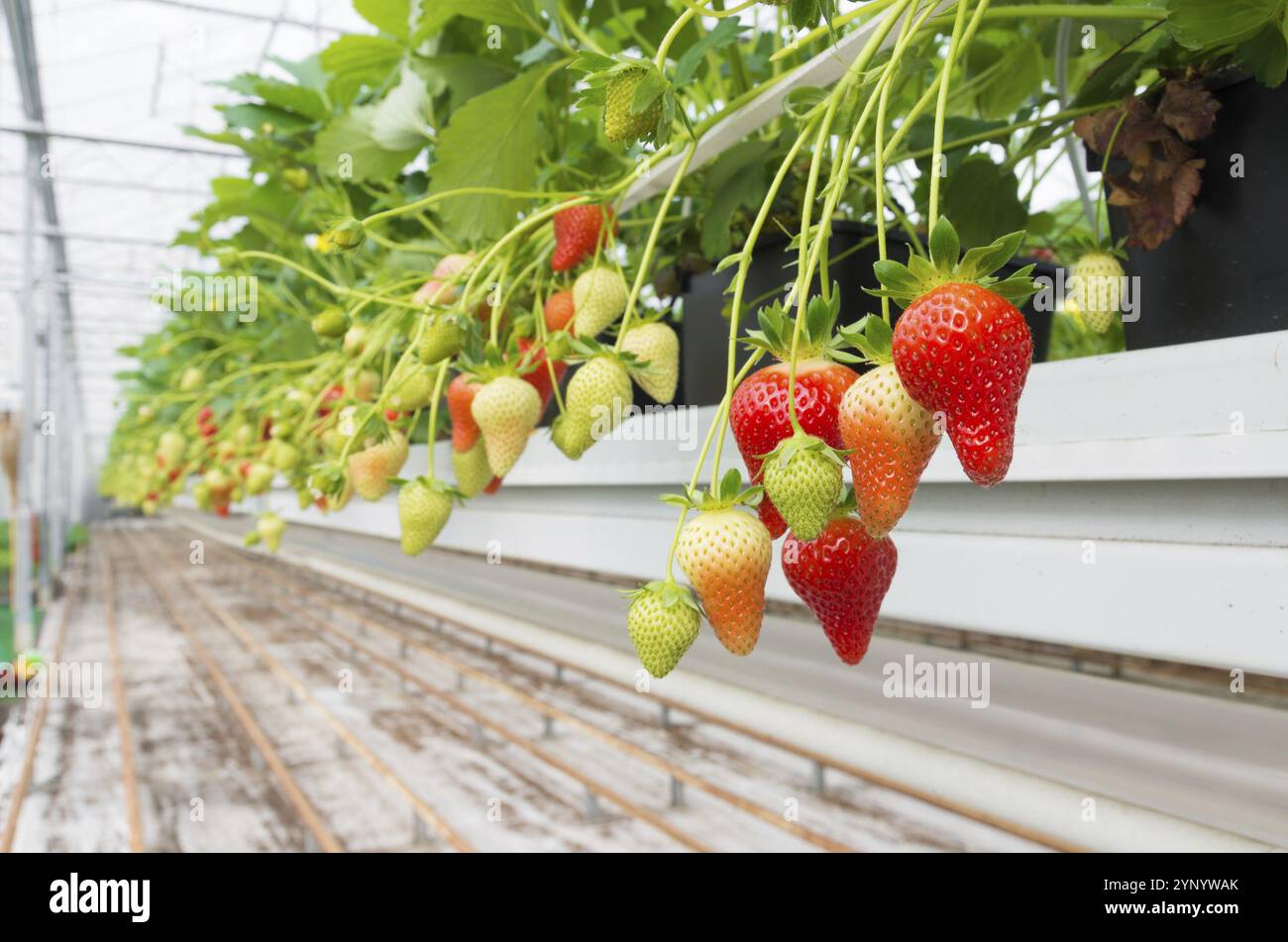 Cultivation of strawberries in a commercial greenhouse Stock Photo - Alamy