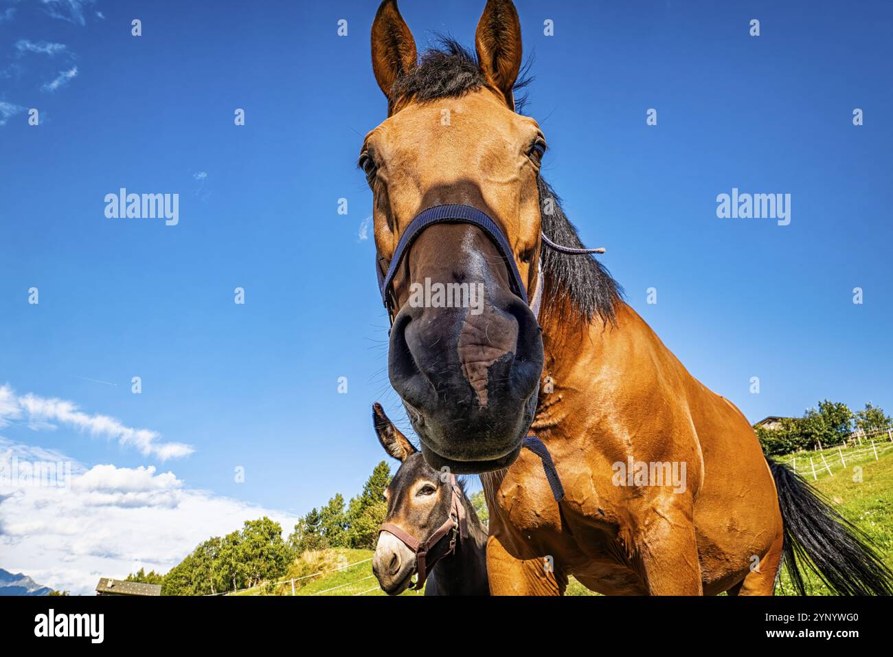 Horse face close up hi-res stock photography and images - Alamy