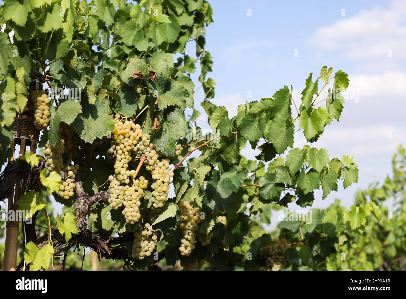 Grape Growing Ripe Fresh ripe juicy grapes growing on branches in vineyard Stock Photo - Alamy