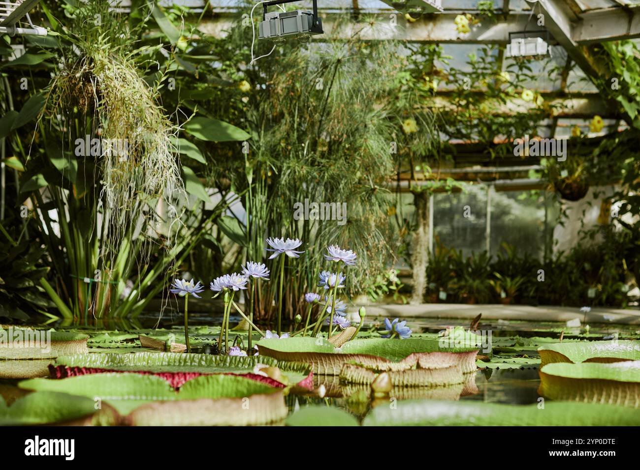Greenhouse aquatic plants hi-res stock photography and images - Alamy