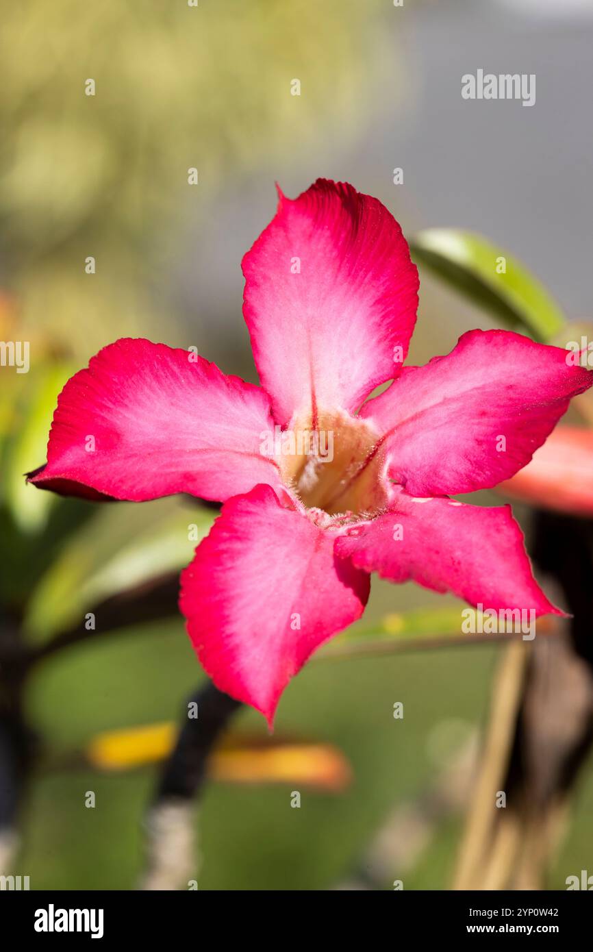 Vibrant pink adenium obesum desert hi-res stock photography and images ...