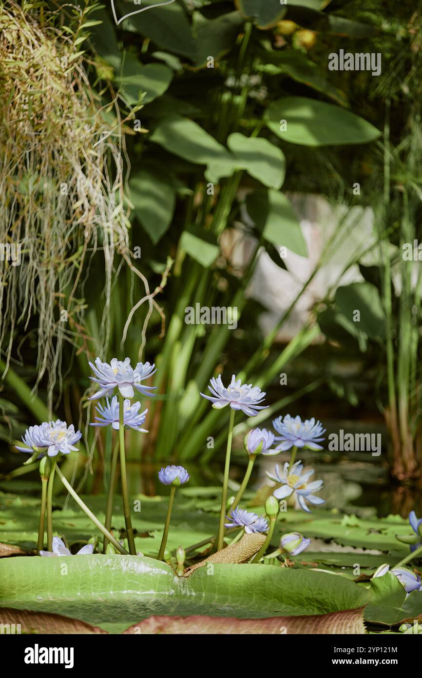 Blue water lily plant hi-res stock photography and images - Alamy