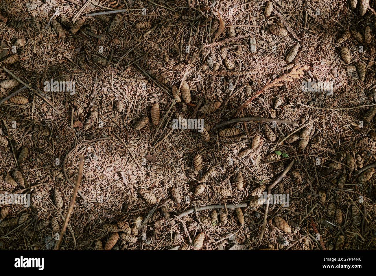 Pine Cones And Needles On Ground Stock Photo