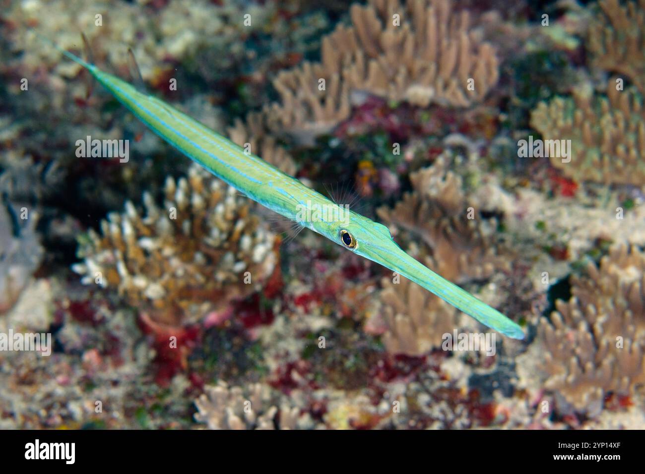 Bluespotted Cornetfish, Fistularia commersonii, Boo East dive site ...