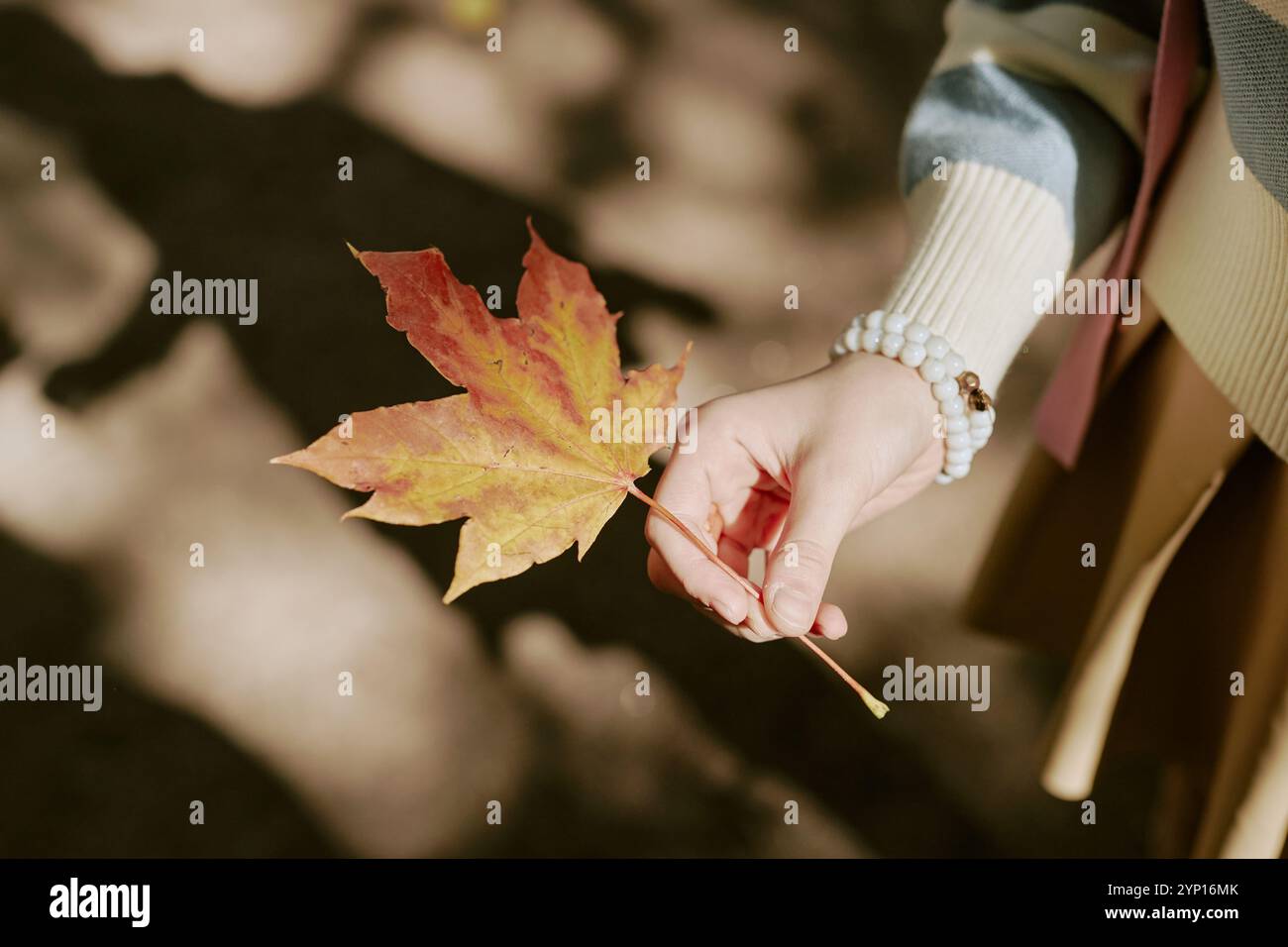 Unrecognizable Girl Holding Maple Leaf Stock Photo