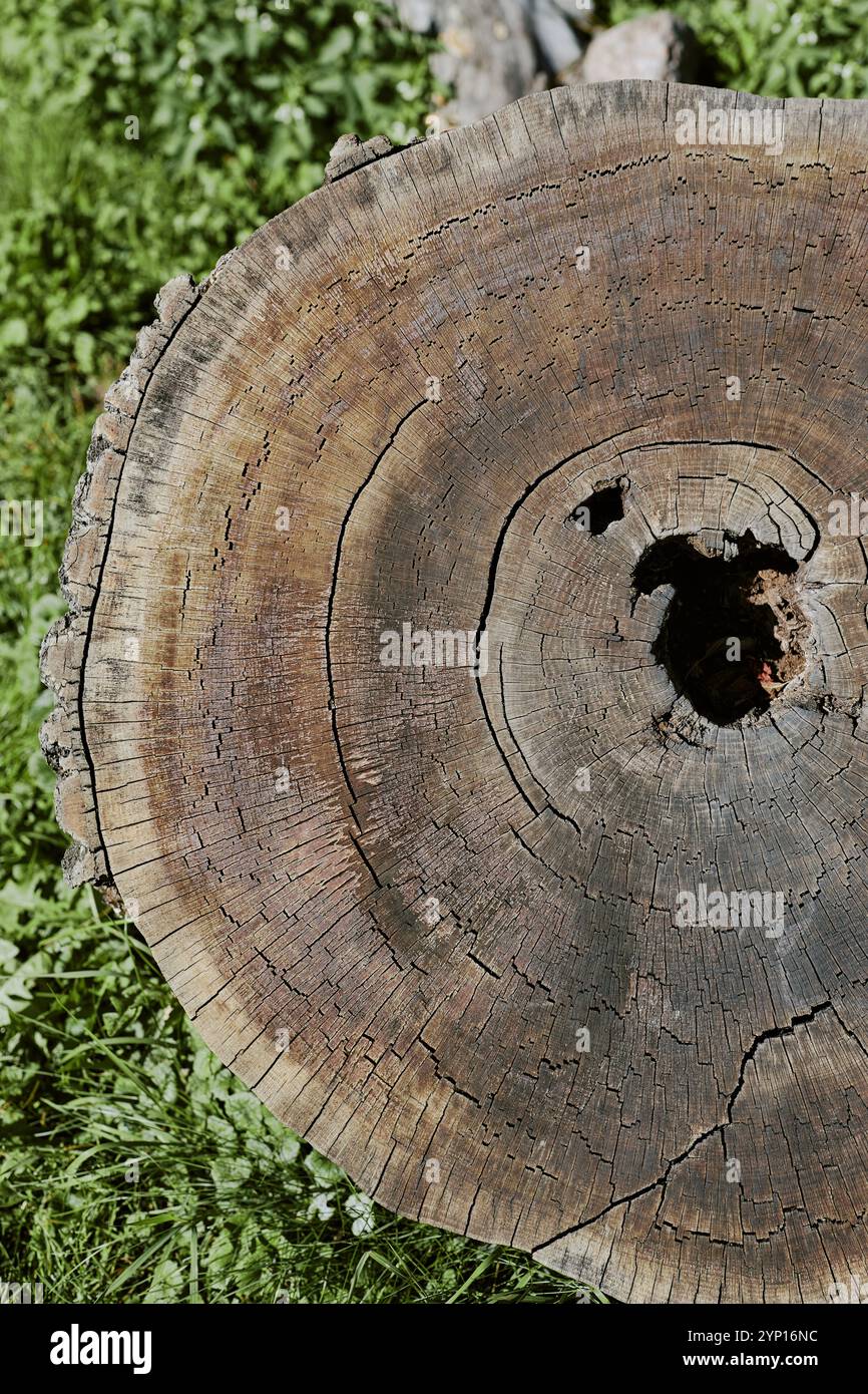 Old Tree Stump From Above View Stock Photo