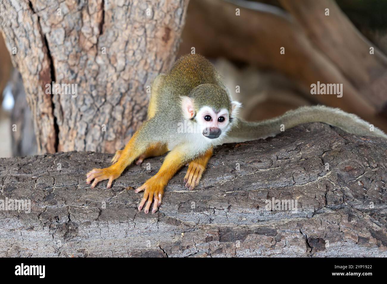 Ecuadorian squirrel monkey Saimiri cassiquiarensis macrodon at botanical garden, Guayaquil, Ecuador Stock Photo