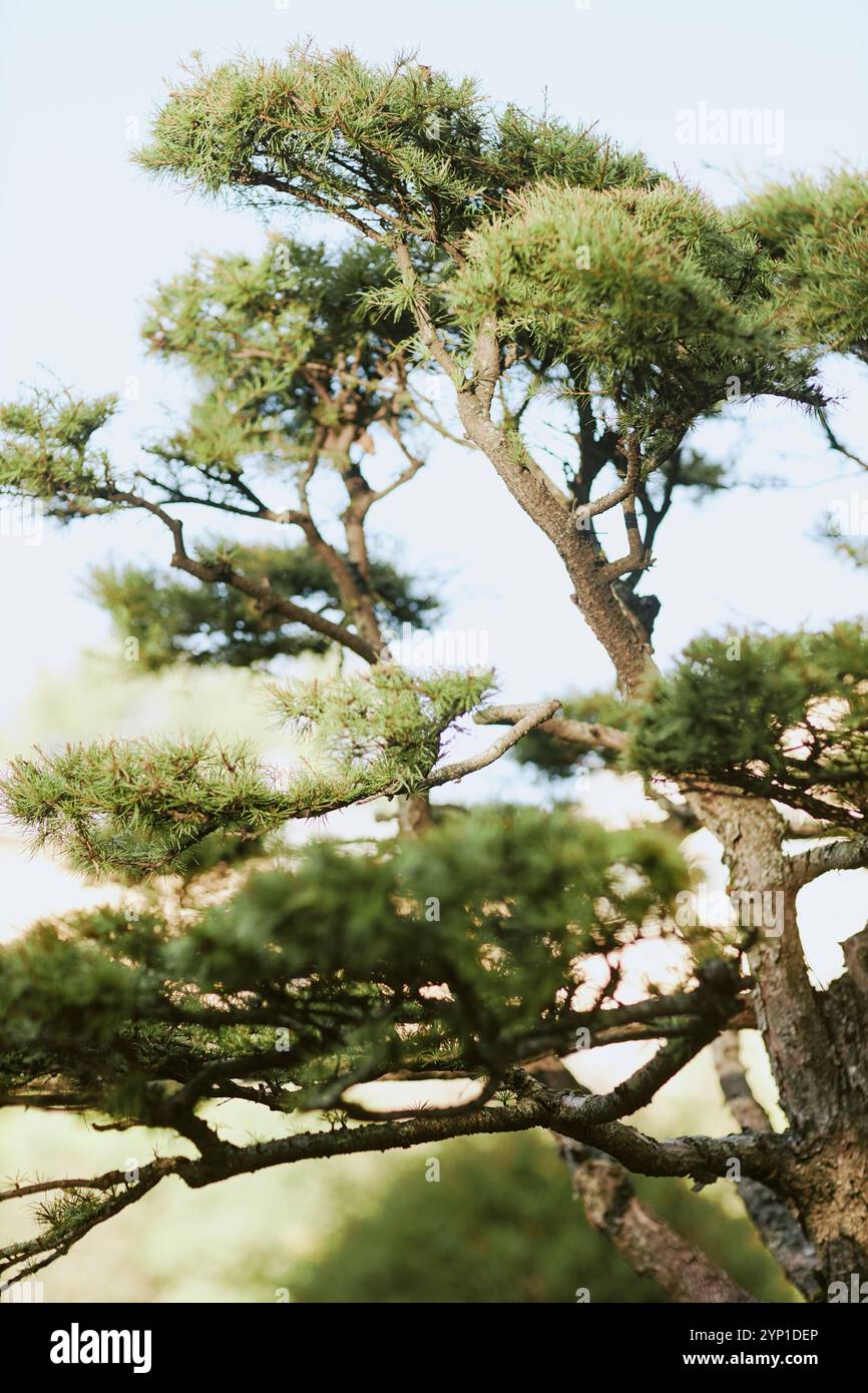Branches Of Pine Tree On Sunny Day Stock Photo