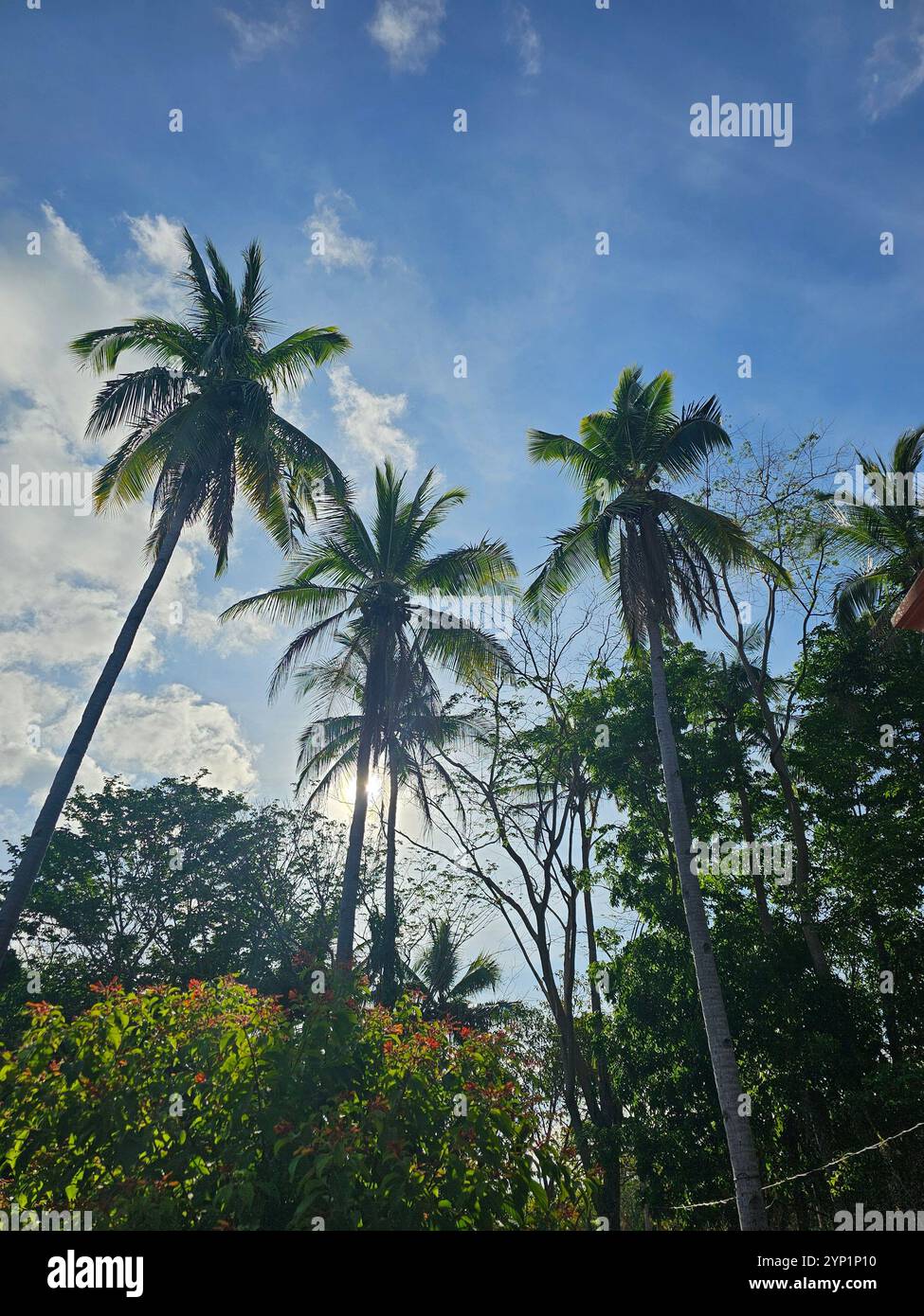 Serenity under the tree! Green Green - Smartphone Captured Stock Image