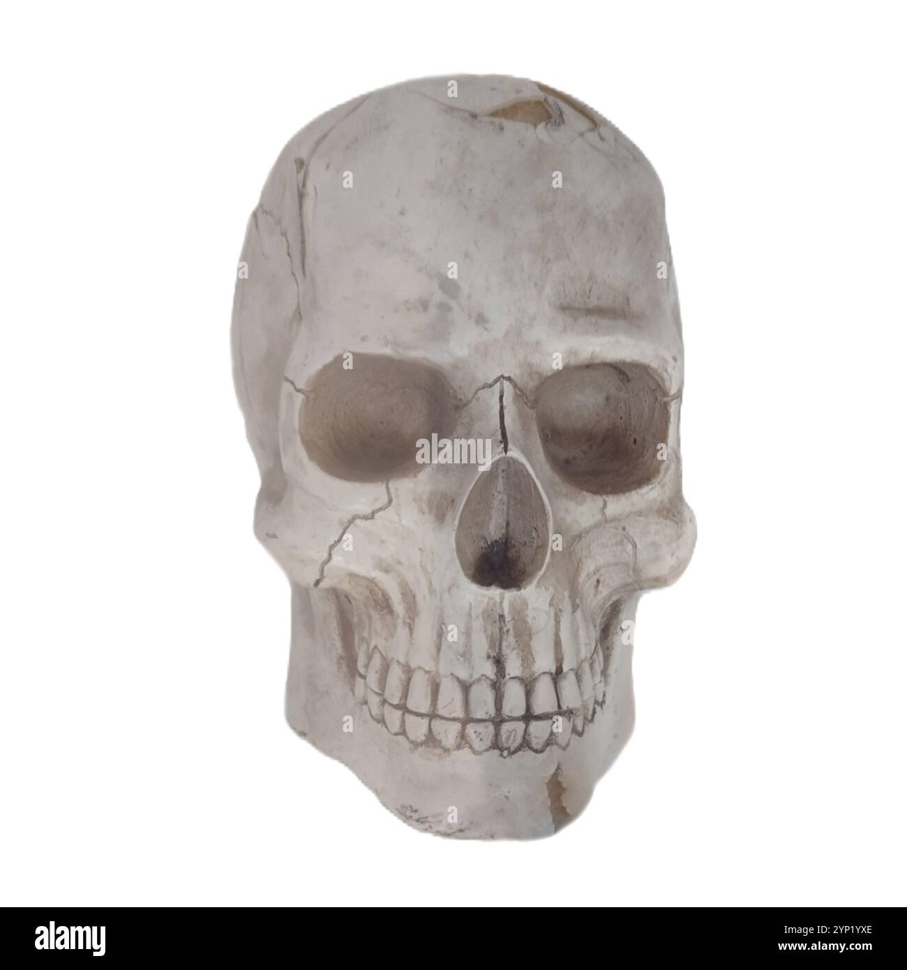 Realistic human skull illustration. Ideal for medical, anatomical, or ...