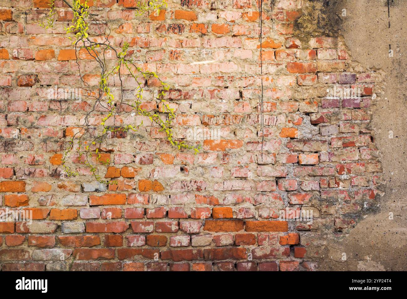 old brick wall. grunge surface with plant in front Stock Photo