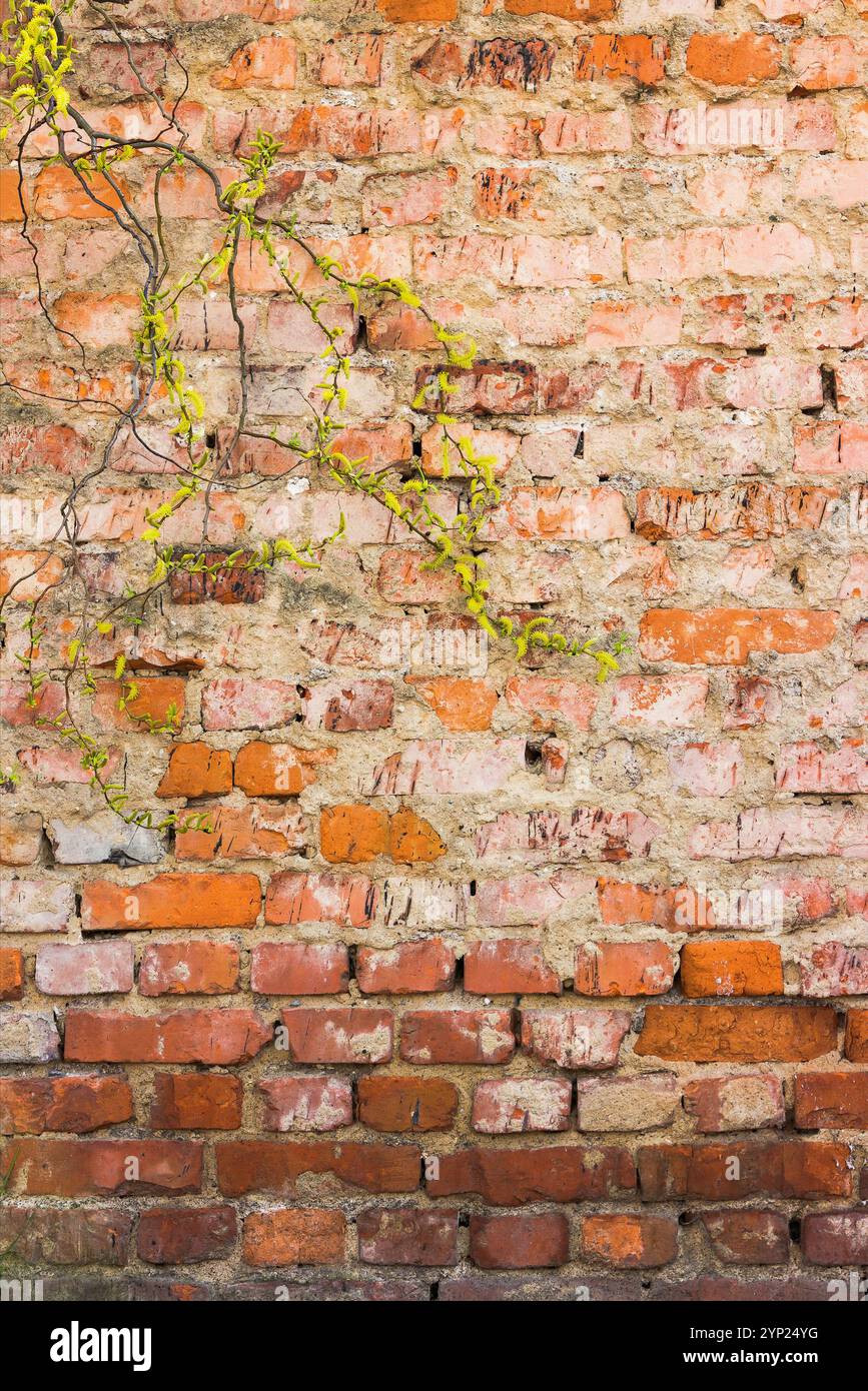 old brick wall. grunge surface with plant in front. weathered facade with cracked plaster Stock Photo