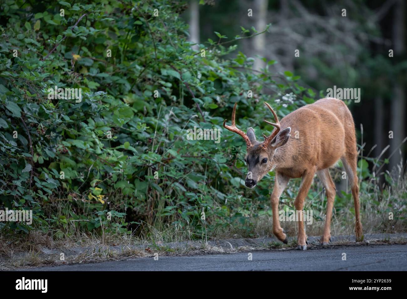 Roe Deer buck in a forest. Deer stag. Wildlife. Whitetail Deer natural habitat. Deer crosses a path in the park walking along the road. Stock Photo