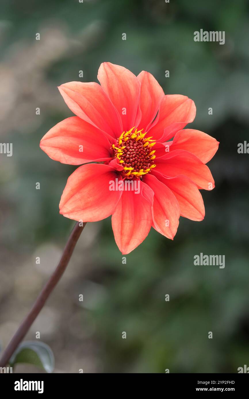 Dahlia Bishop’s children, single dahlia, orange-red bloom Stock Photo
