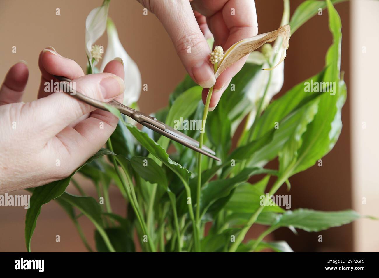 Spathiphyllum peace lily disease hi-res stock photography and images - Alamy