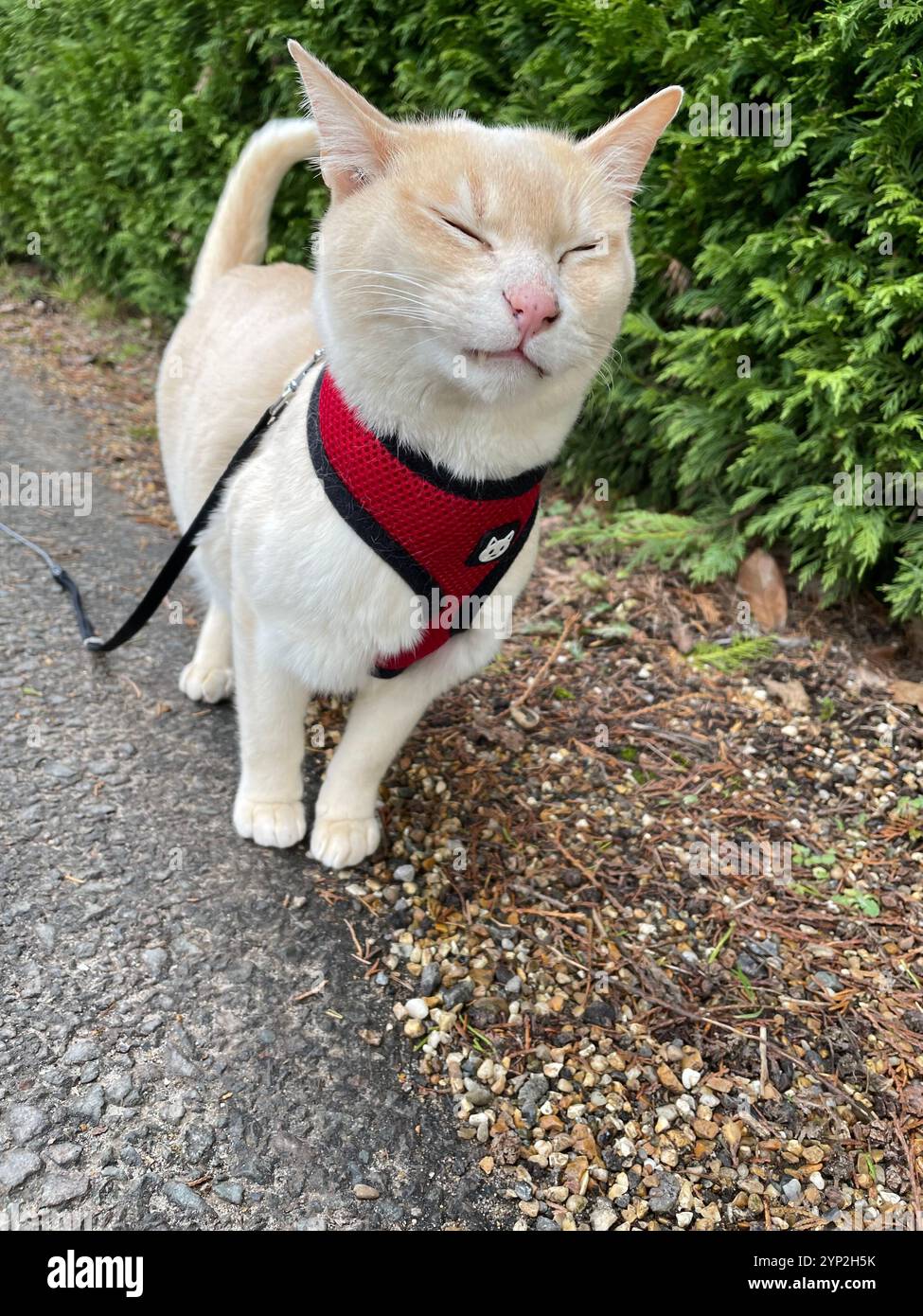 Outdoor cat with harness hi-res stock photography and images - Alamy
