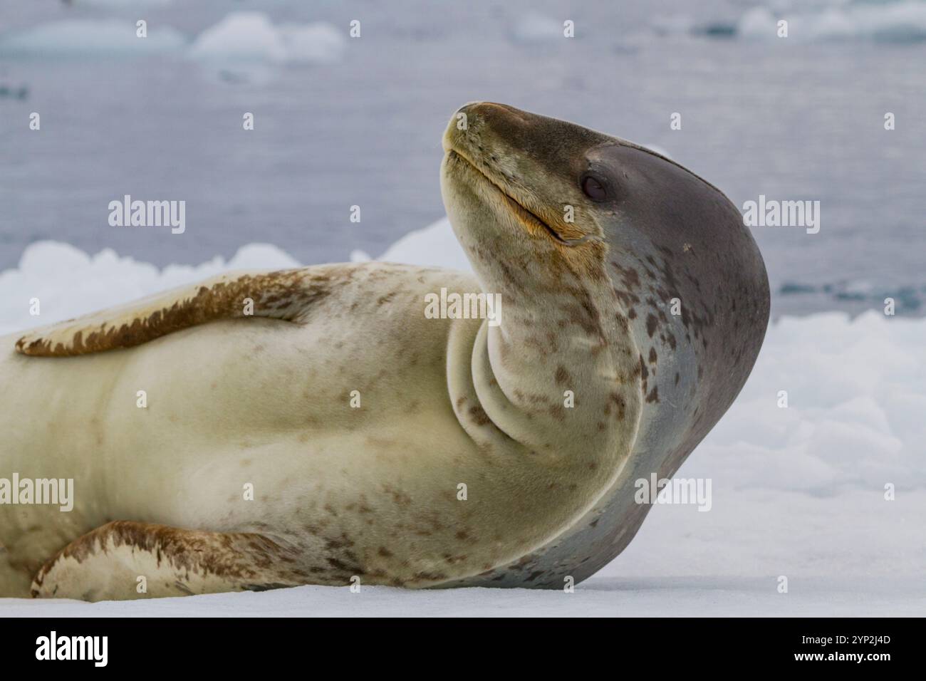 Seal physiology hi-res stock photography and images - Alamy