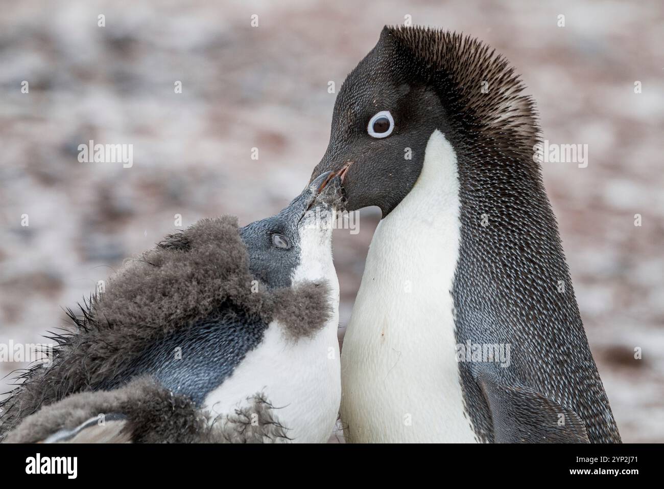 Penguin breeding biology hi-res stock photography and images - Alamy