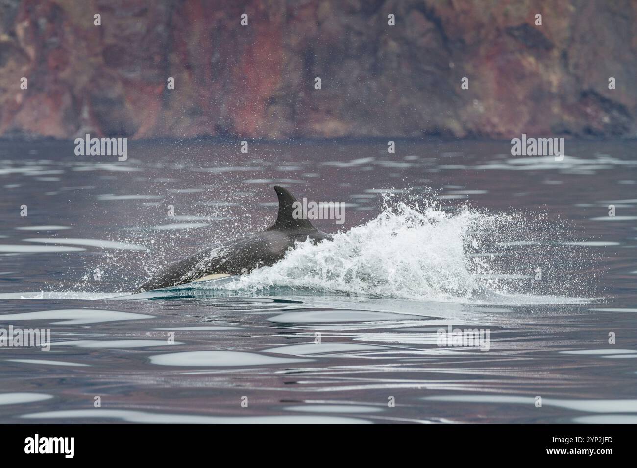 A small pod of killer whales (Orcinus orca) off the west coast of Isabela Island in the Galapagos Island Archipelago, UNESCO World Heritage Site, Ecua Stock Photo