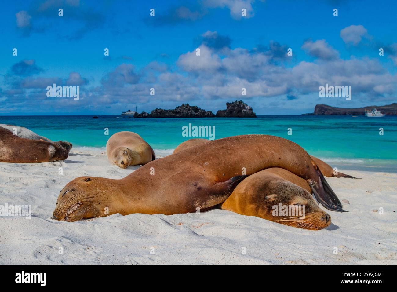 Galapagos sea lions (Zalophus wollebaeki) hauled out on the beach in ...