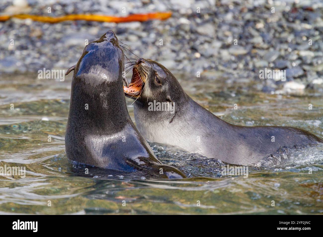 Antarctic fur seal pups (Arctocephalus gazella) mock-fighting on South Georgia, Southern Ocean, Polar Regions Stock Photo