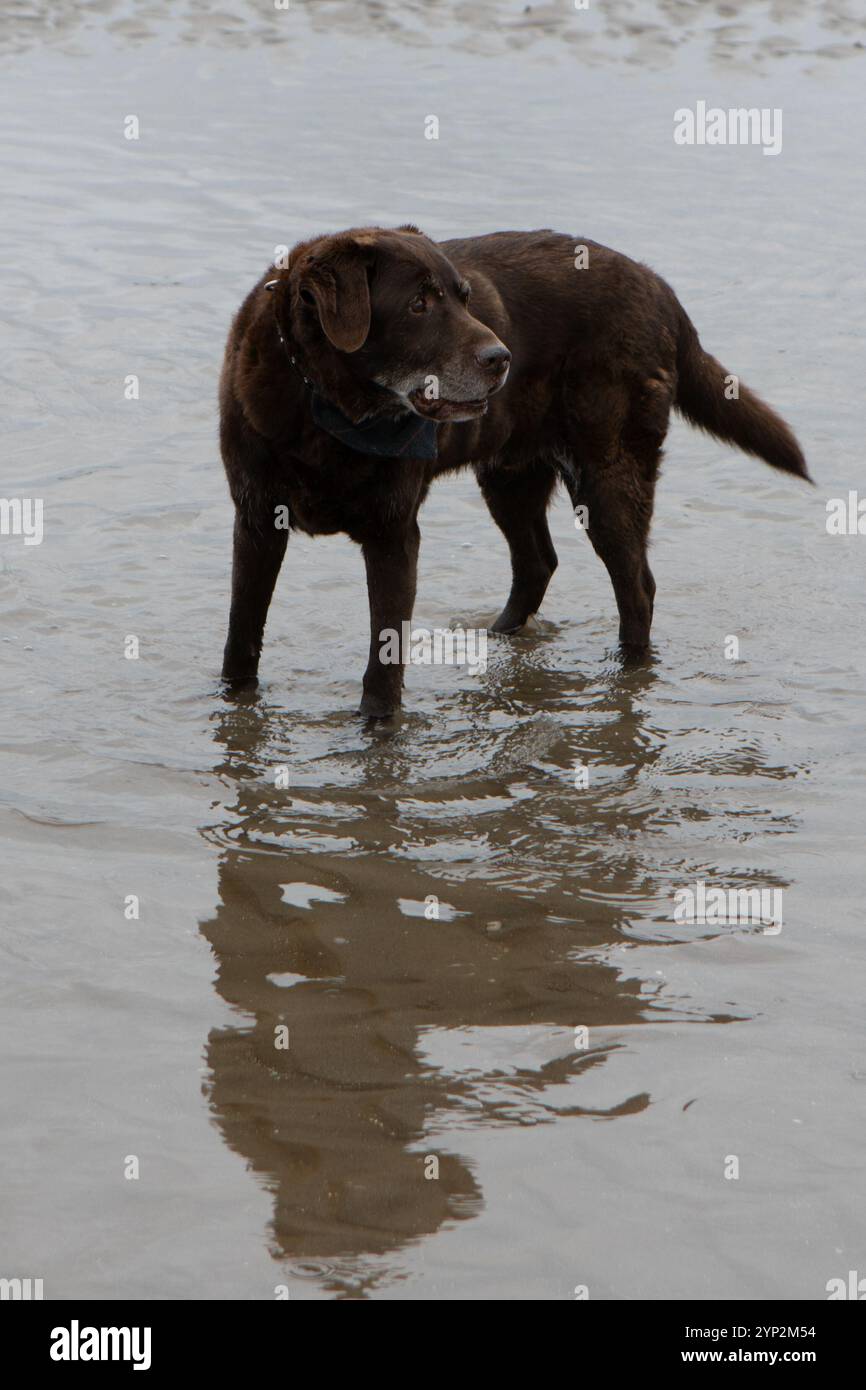 Chock lab hi-res stock photography and images - Alamy