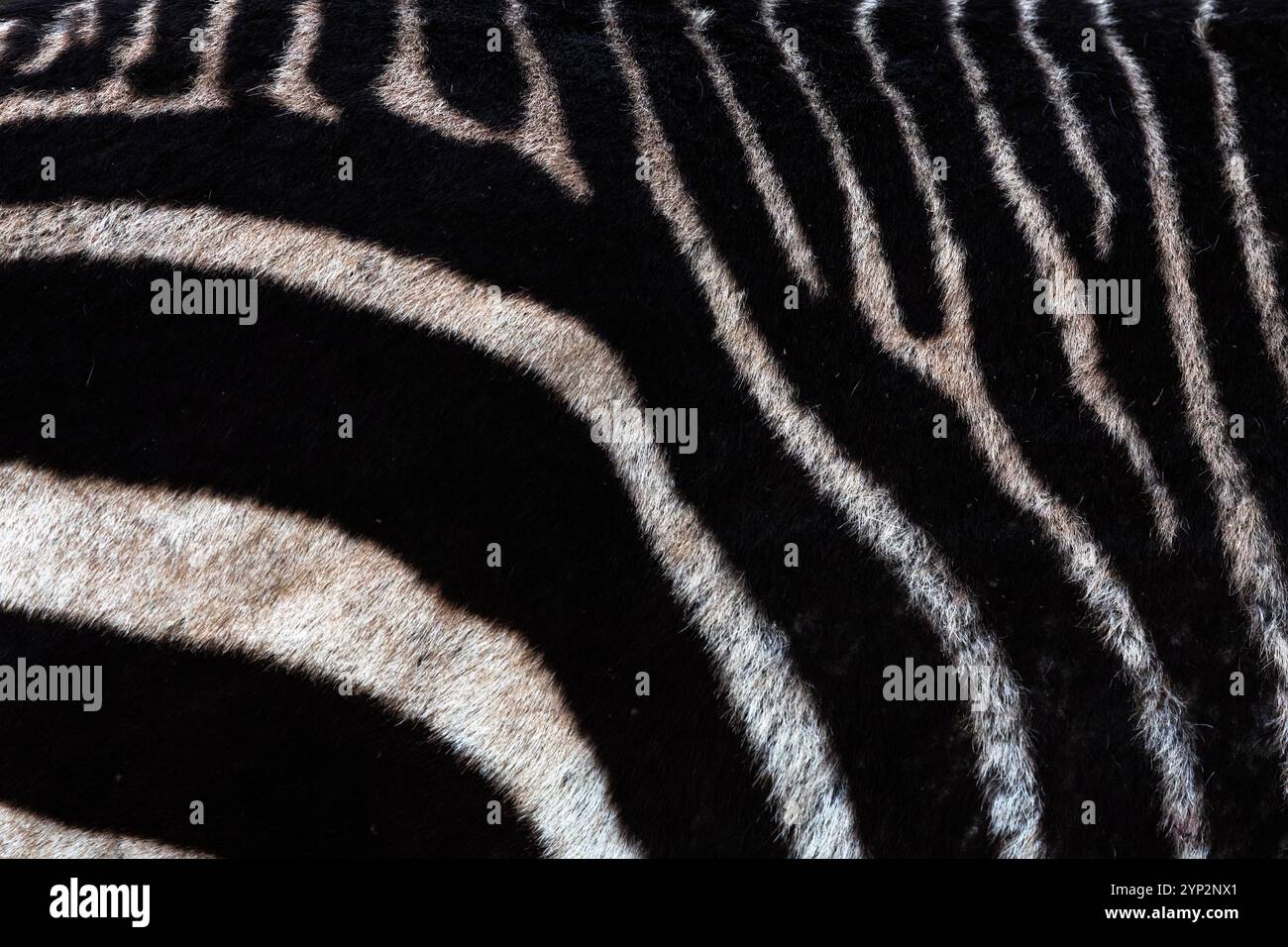 Distinct stripes hi-res stock photography and images - Alamy