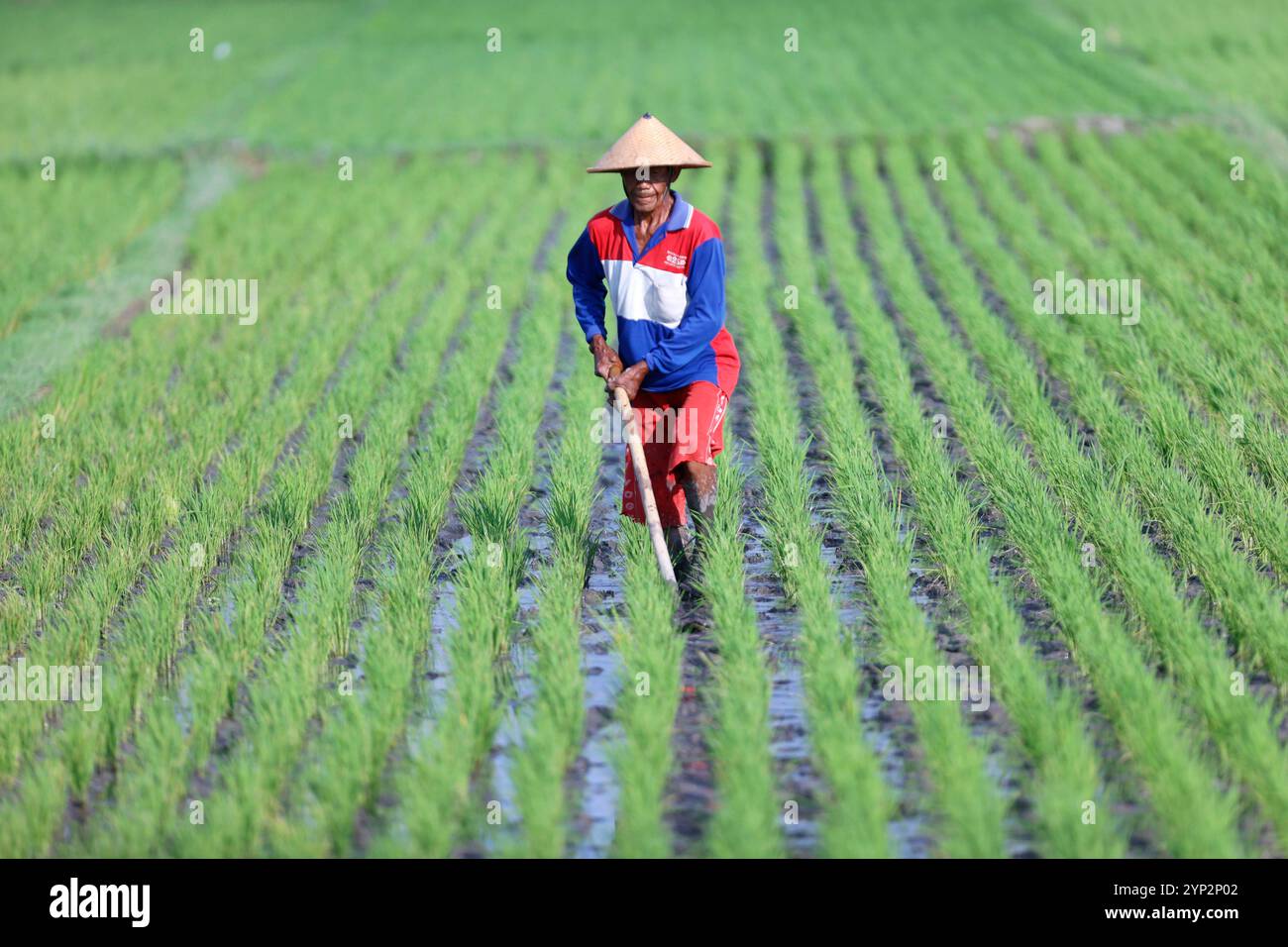 Farmer planting rice seedlings, young rice sprouts in a field ...