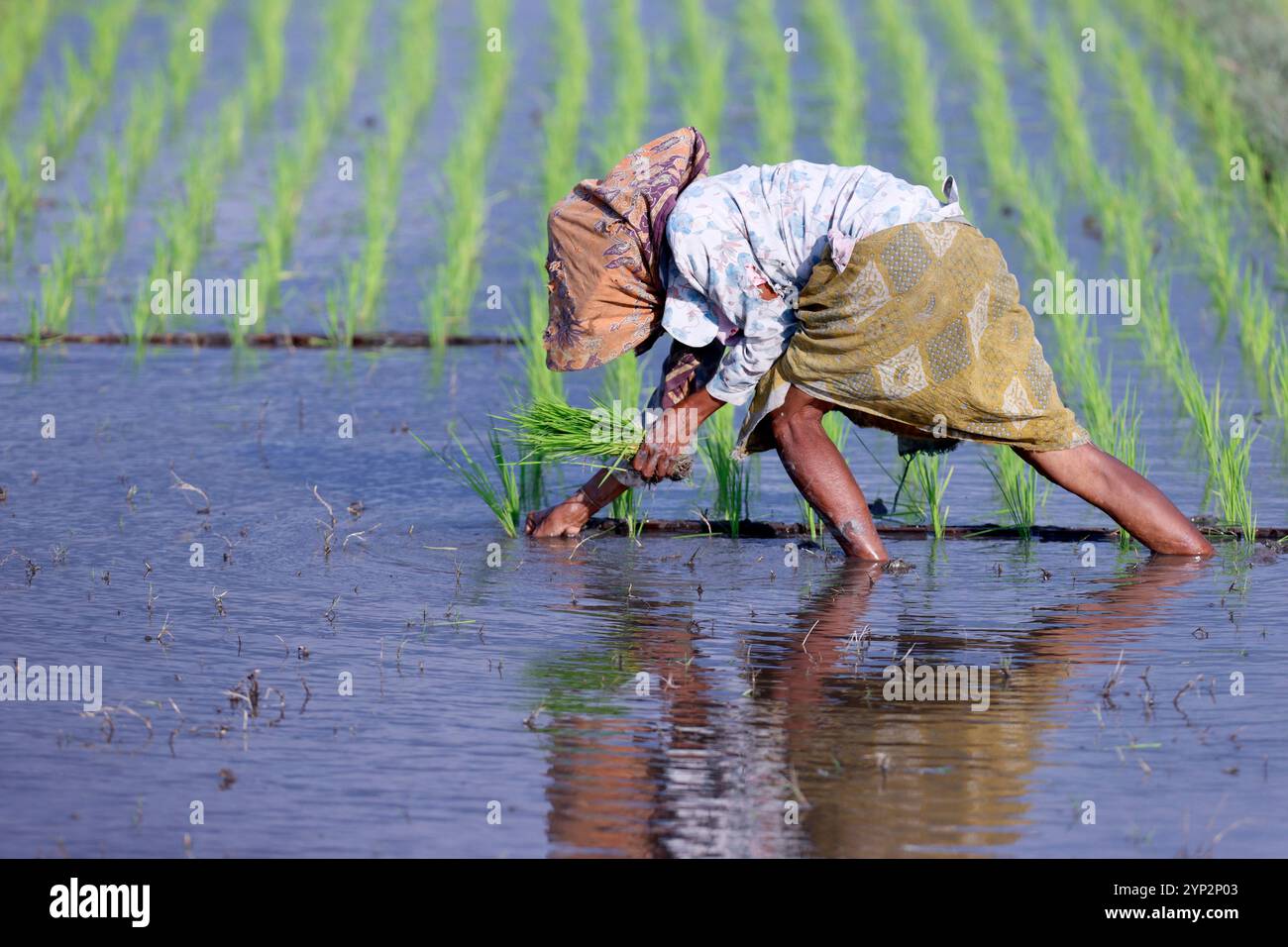Woman planting rice seedlings, young rice sprouts in a field ...