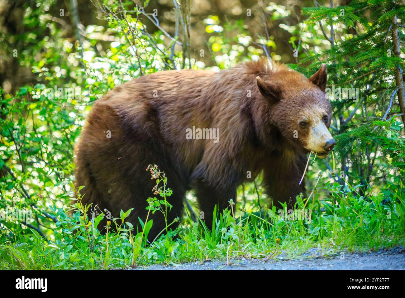 Black grizzly bear eating hi-res stock photography and images - Alamy