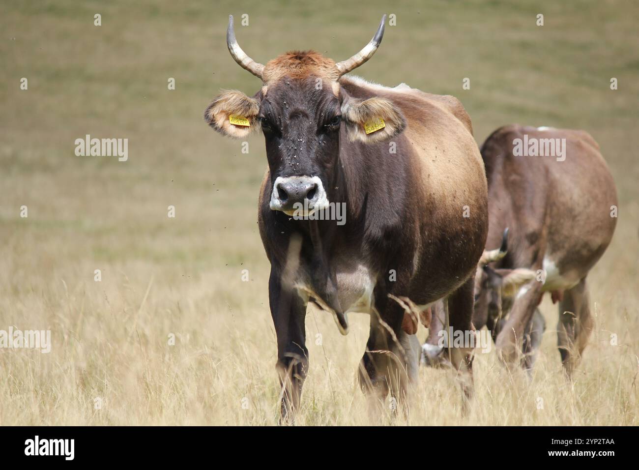 The Legend of the Soul of Nature Stock Photo - Alamy