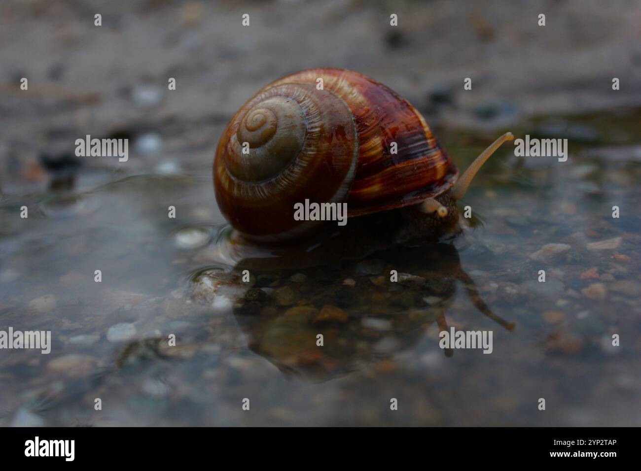 The Legend of the Soul of Nature Stock Photo - Alamy