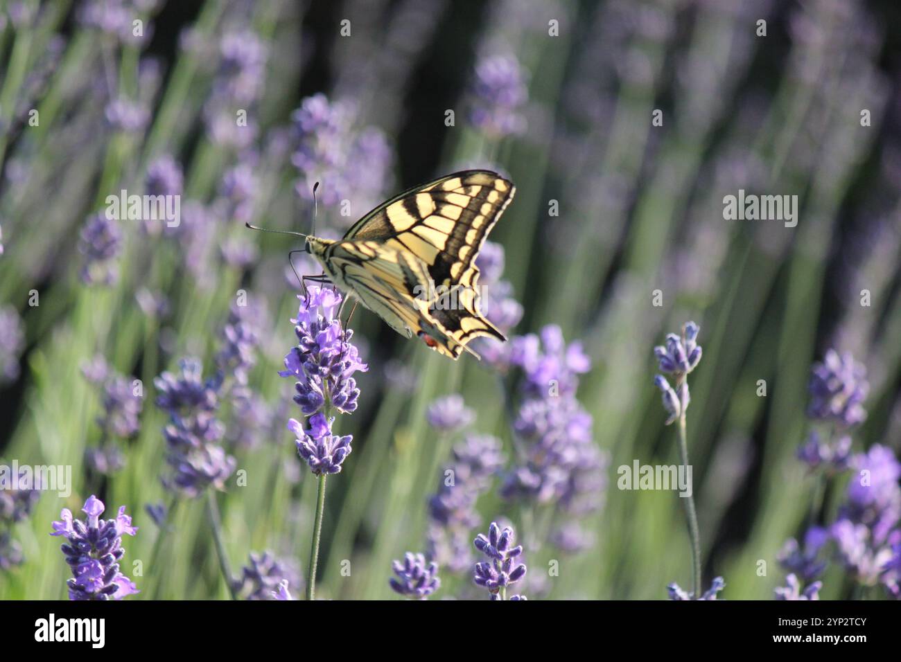 The Legend of the Soul of Nature Stock Photo - Alamy