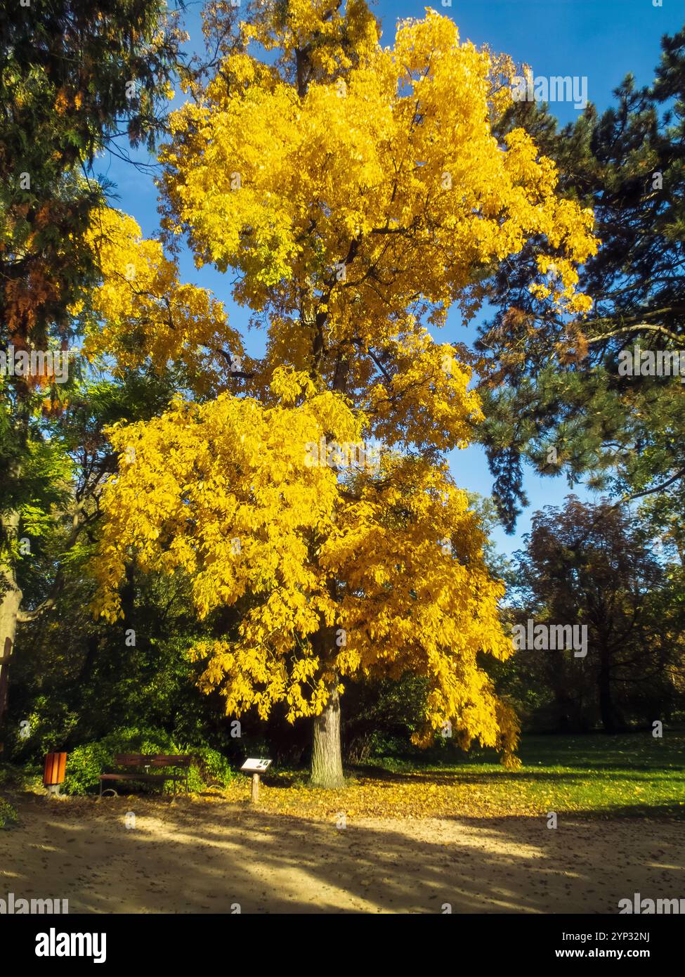 Spacious Trees Maple tree in spacious hi-res stock photography and images - Alamy