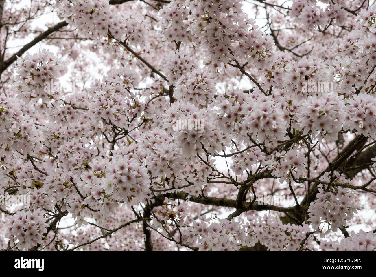 Spring blossom of Japanese white and light pink sakura cherry tree ...