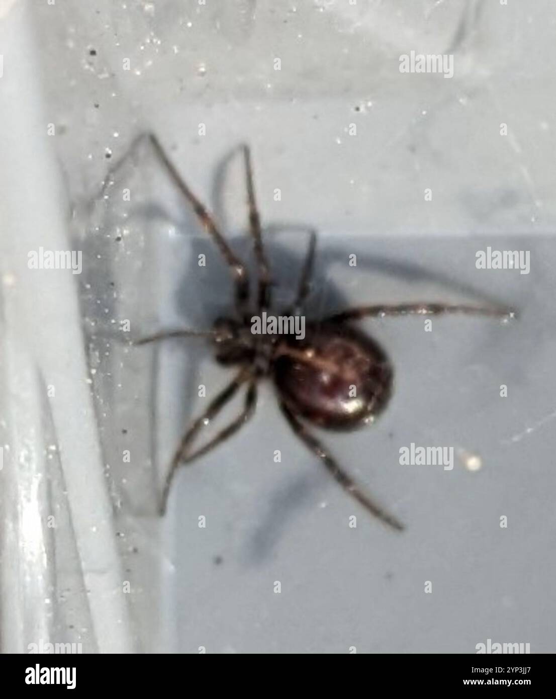 False Button Spider False Widow Spiders (Steatoda Stock Photo - Alamy
