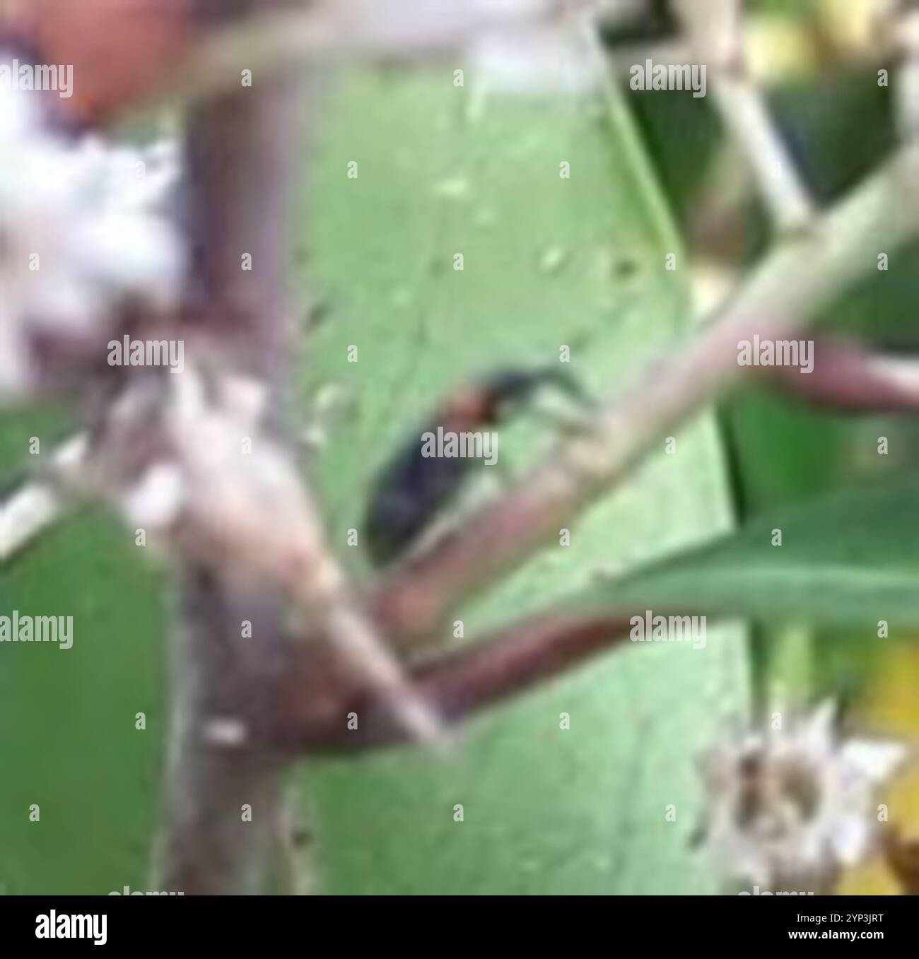 One Winged Insect Winged and Once-winged Insects (Pterygota Stock Photo - Alamy