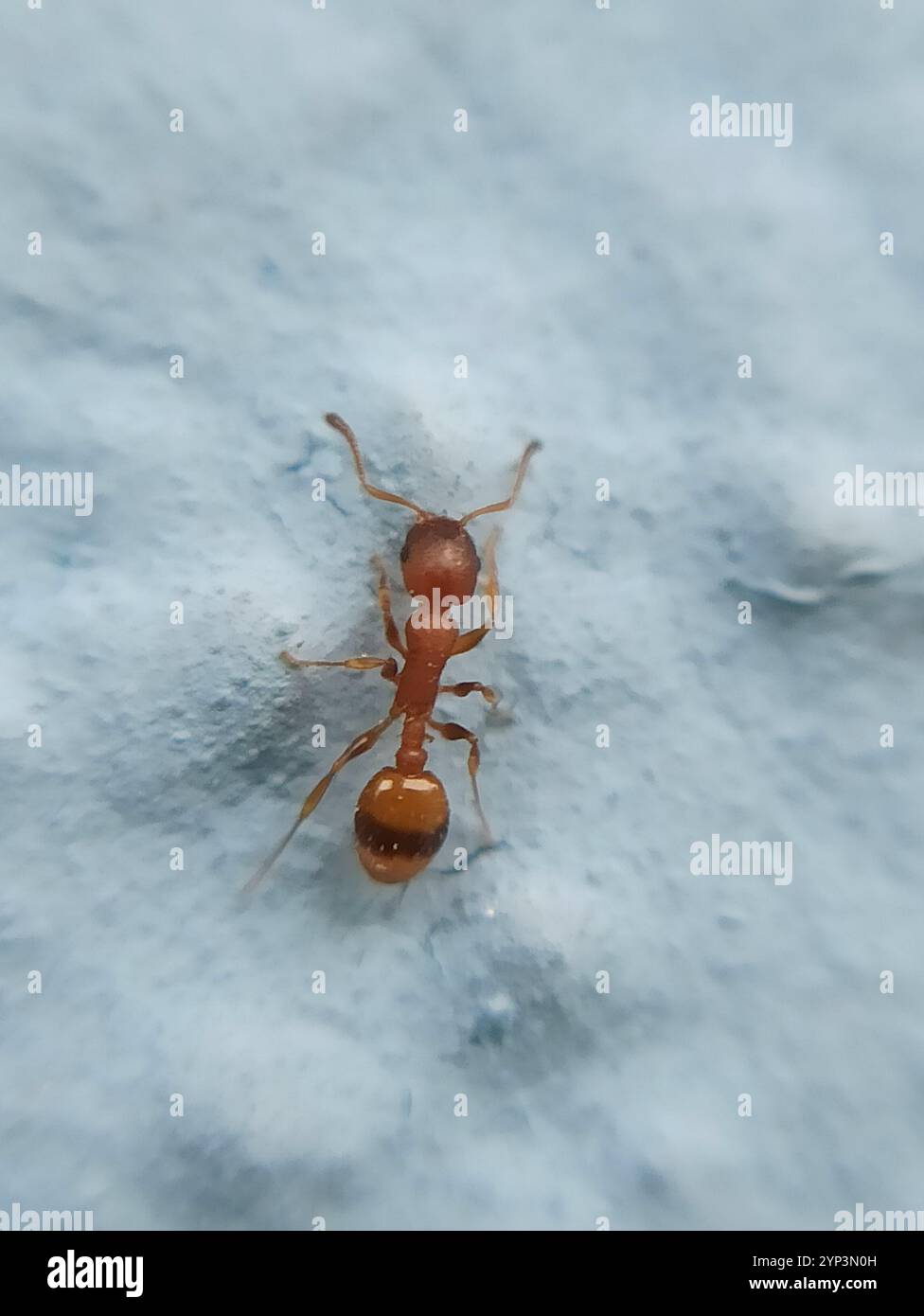 (Temnothorax unifasciatus) Stock Photo