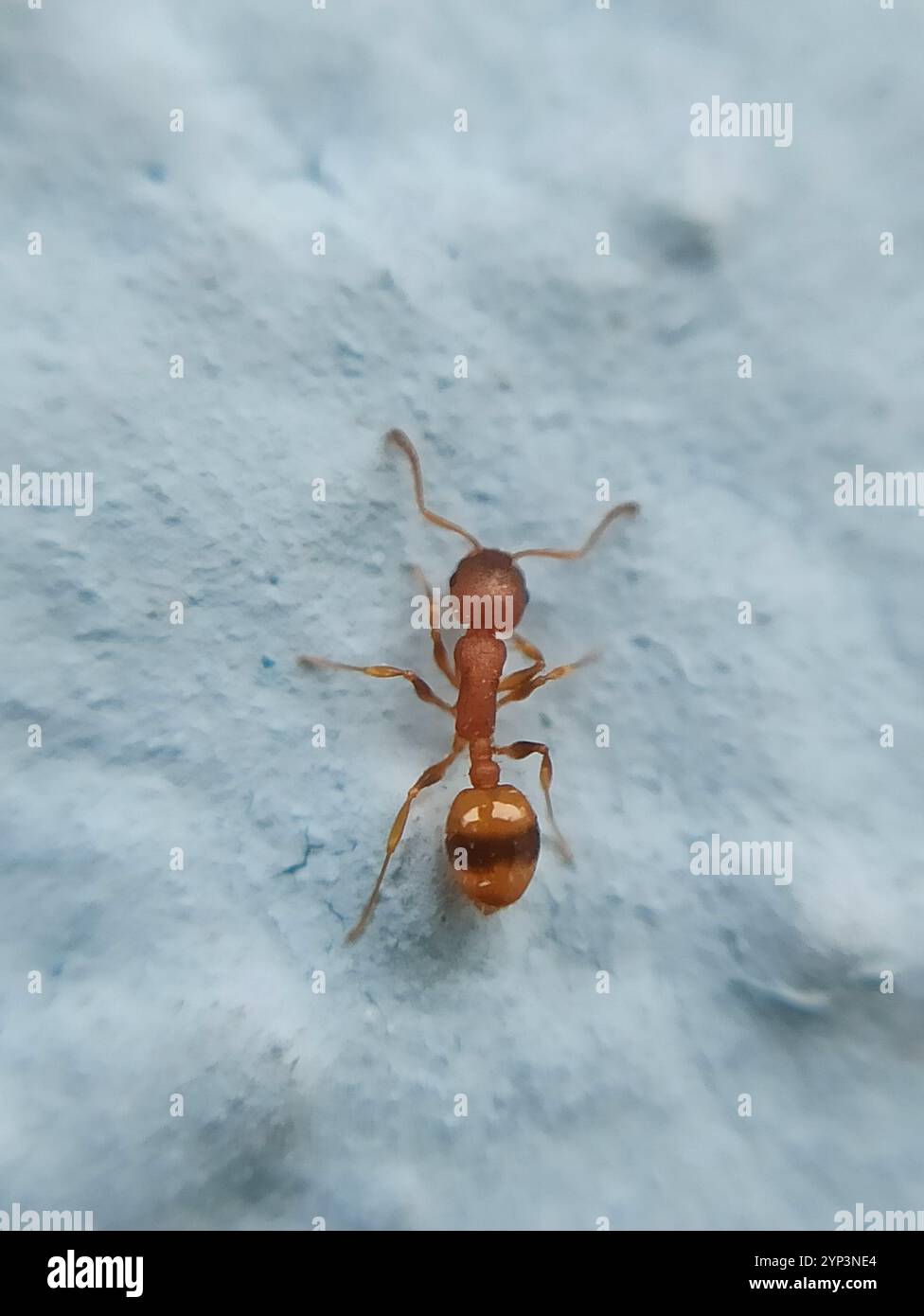 (Temnothorax unifasciatus) Stock Photo