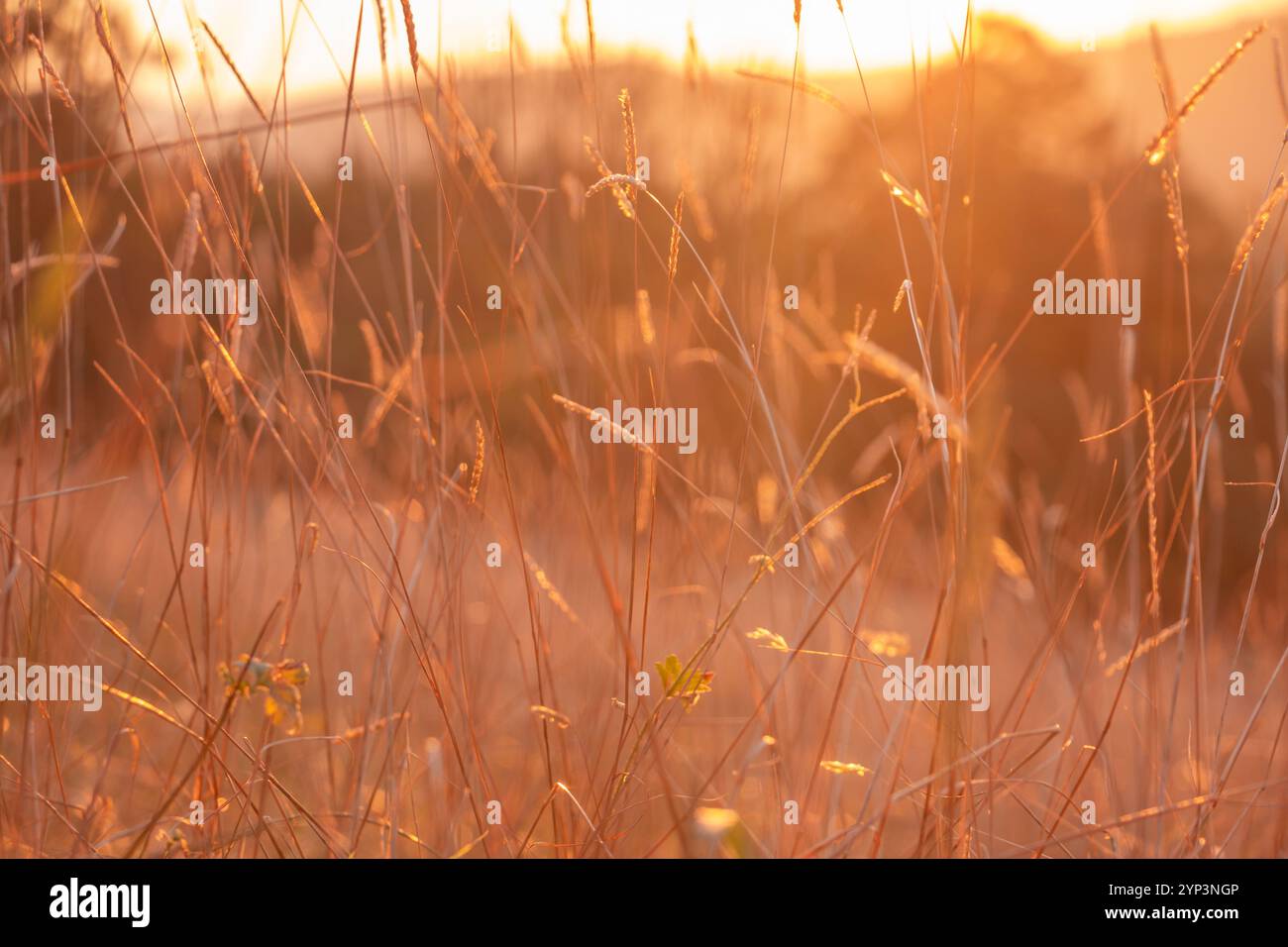 Backlight with nature hi-res stock photography and images - Alamy