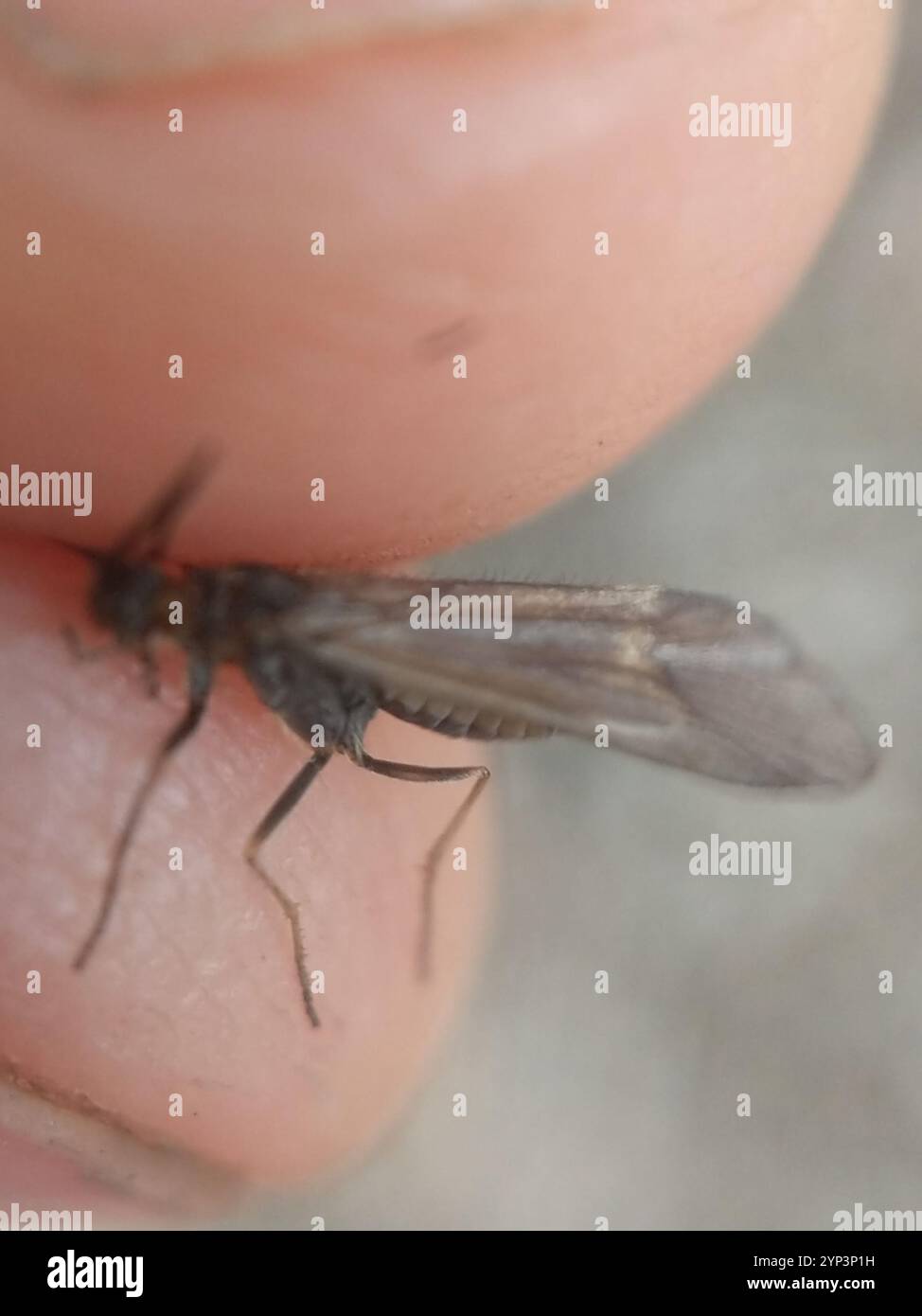 One Winged Insect Winged and Once-winged Insects (Pterygota Stock Photo - Alamy