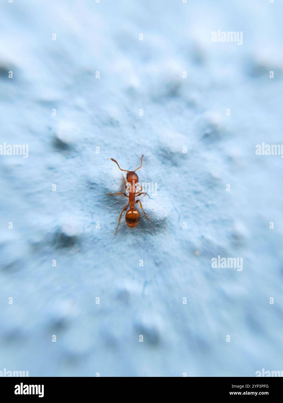 (Temnothorax unifasciatus) Stock Photo