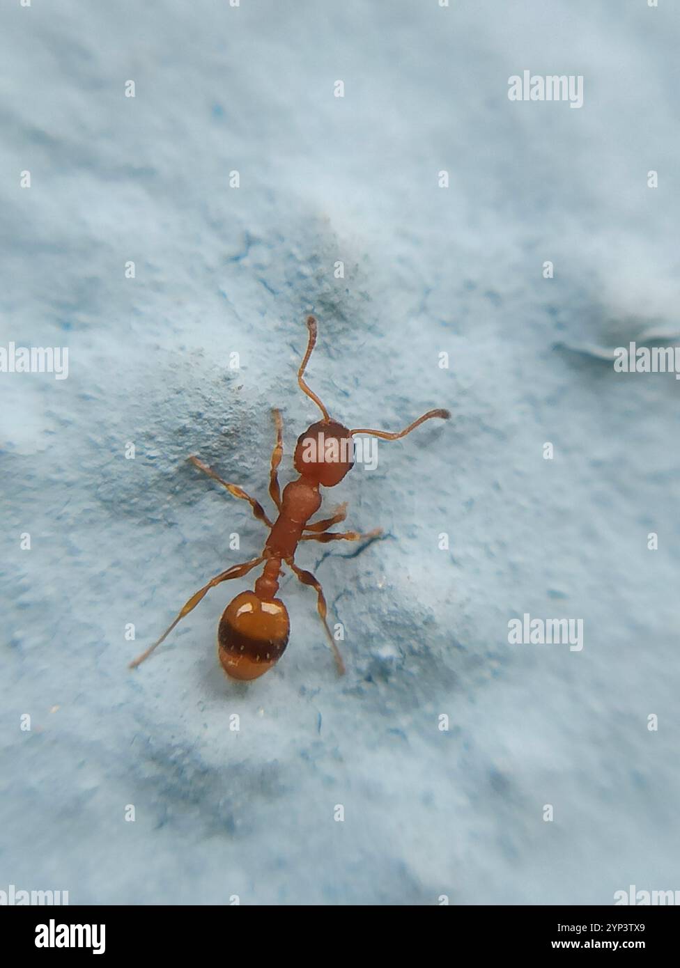 (Temnothorax unifasciatus) Stock Photo
