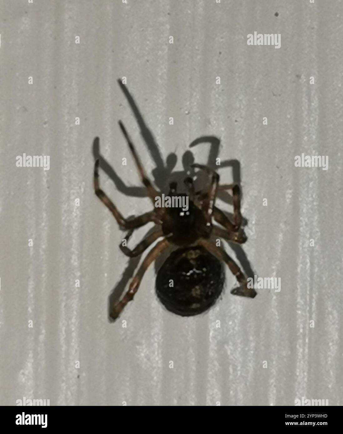 Rabbit Hutch Spider (Steatoda bipunctata) Stock Photo