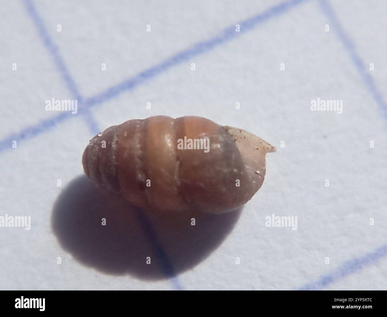 Common Chrysalis-Snail (Lauria cylindracea Stock Photo - Alamy