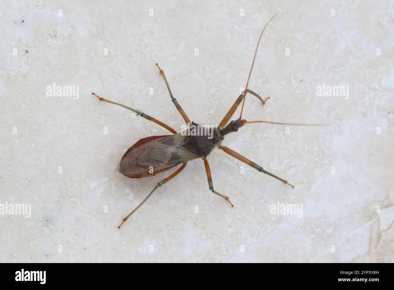Common assassin bug hi-res stock photography and images - Alamy