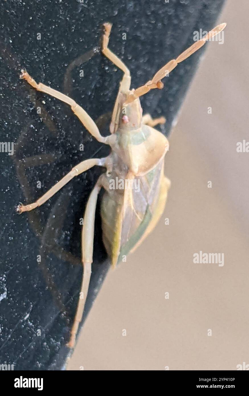 Cactus coreid bug hi-res stock photography and images - Alamy