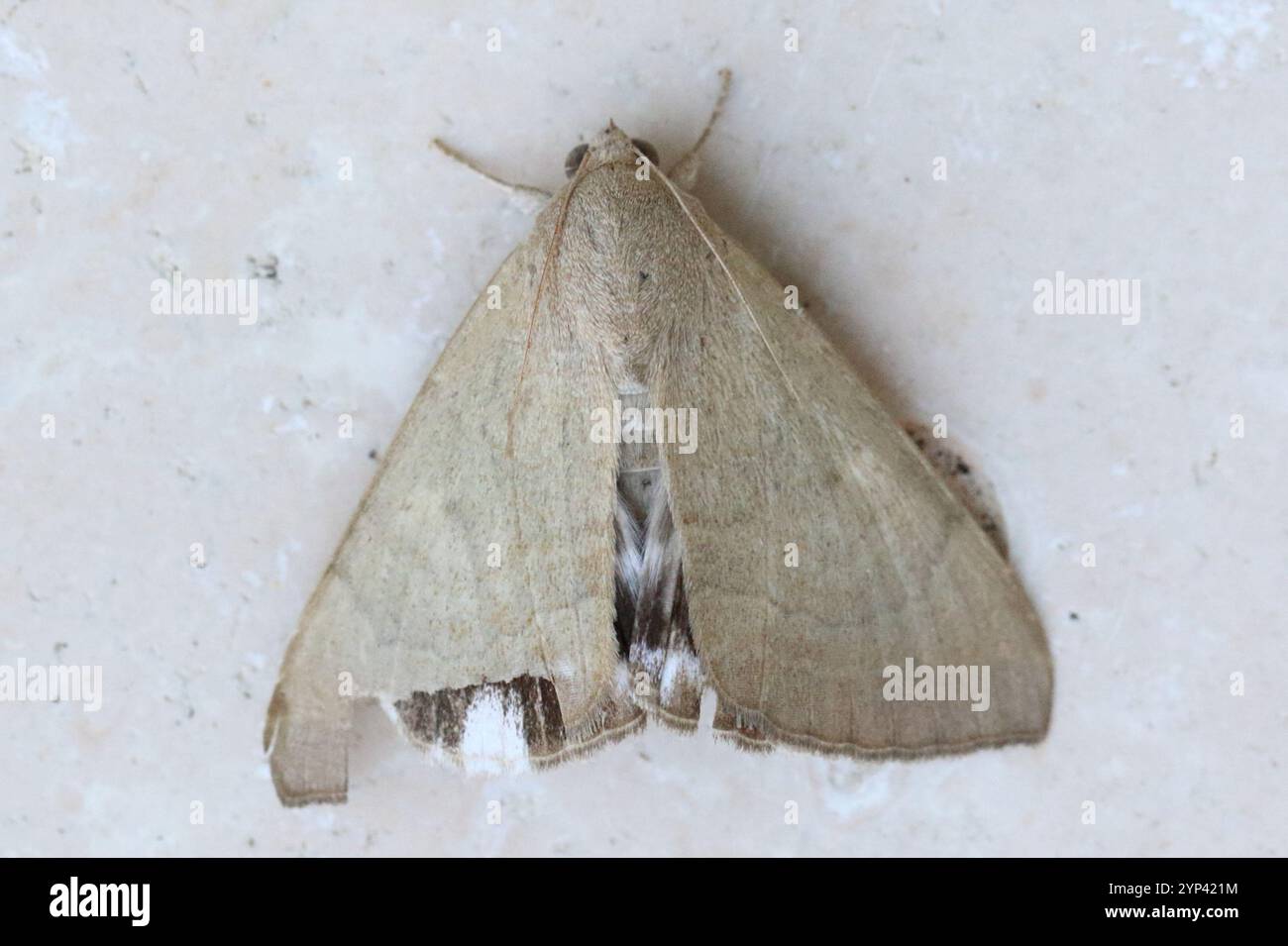 Argilla hi-res stock photography and images - Alamy