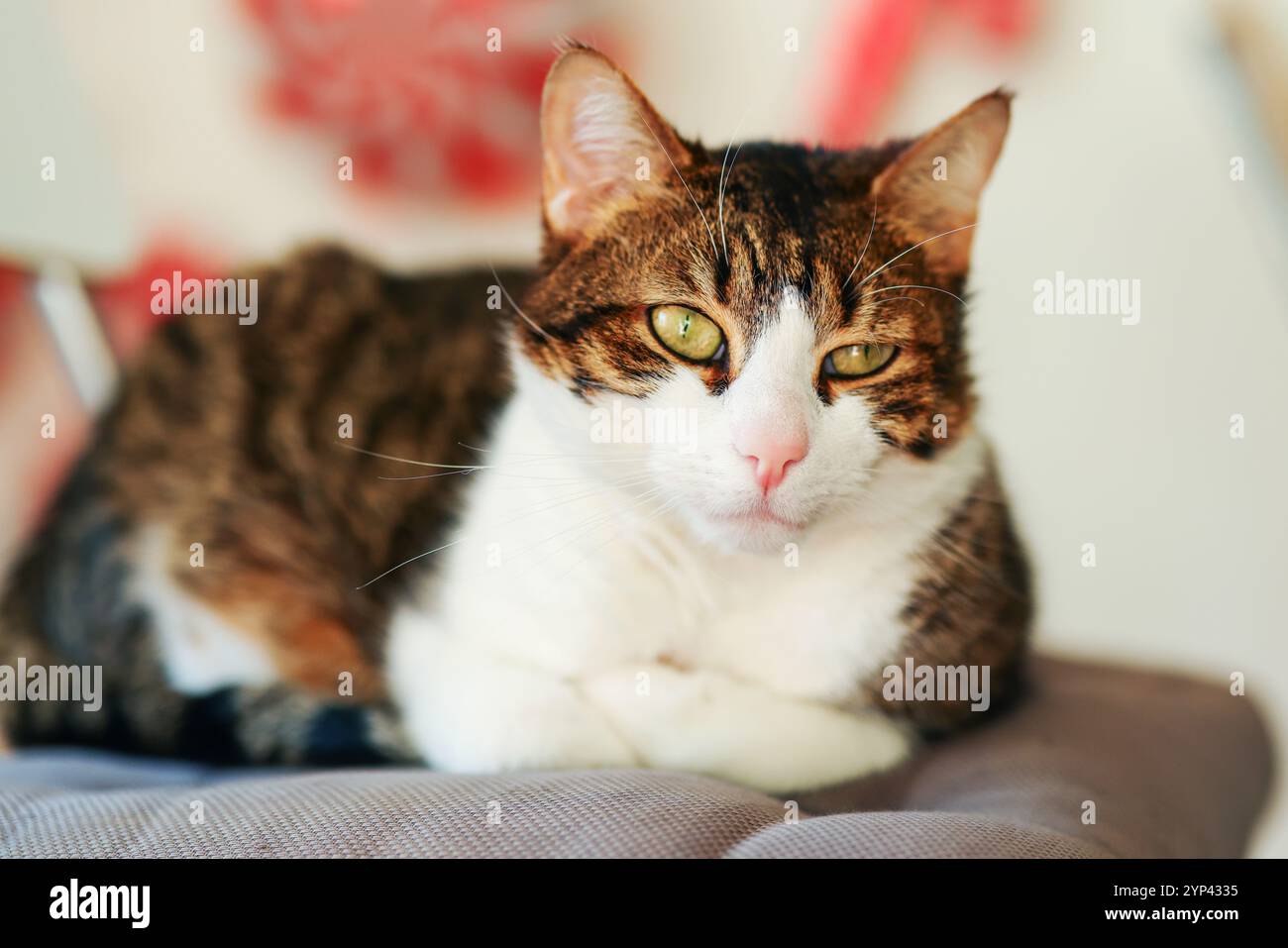 Close-up portrait of angry gray domestic cat with yellow eyes Stock ...
